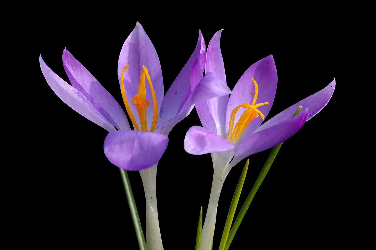 flower, spring, crocus-7760128.jpg